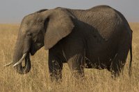 Safari2013-458