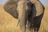Safari2013-459