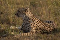 Safari2013-463