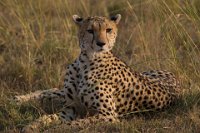 Safari2013-464