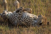 Safari2013-465