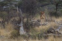 Safari2013-47