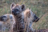 Safari2013-479