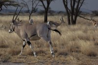 Safari2013-48