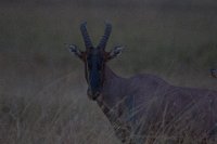 Safari2013-482