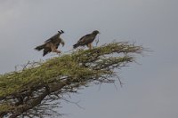 Safari2013-49