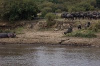 Safari2013-498