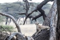 Safari2013-50