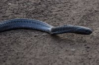 Safari2013-504