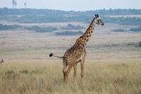 Safari2013-505