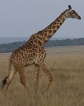 Safari2013-506