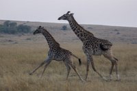 Safari2013-507
