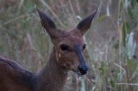 Safari2013-508