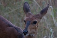 Safari2013-509