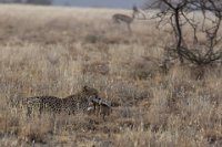 Safari2013-51
