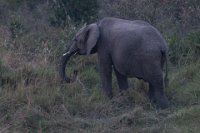 Safari2013-510