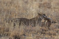 Safari2013-52