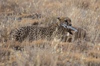 Safari2013-53