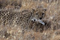 Safari2013-55