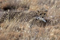 Safari2013-56
