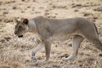 Safari2013-58