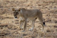 Safari2013-59