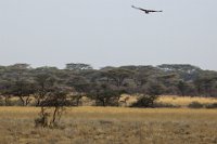 Safari2013-62