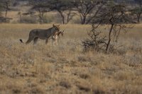 Safari2013-63