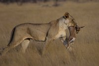 Safari2013-65