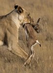 Safari2013-66