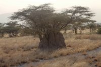 Safari2013-67