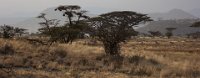 Safari2013-69