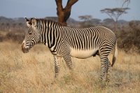 Safari2013-70