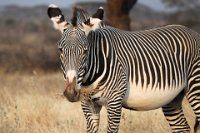 Safari2013-71