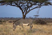Safari2013-72