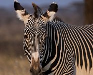 Safari2013-73