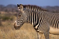 Safari2013-74