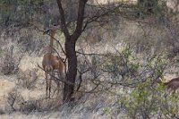 Safari2013-76