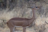 Safari2013-79