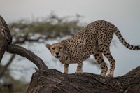 Safari2013-87