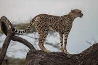 Safari2013-88
