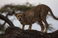 Safari2013-91