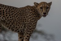 Safari2013-92