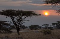 Safari2013-94
