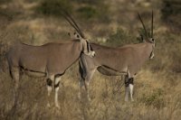 Safari2013-96