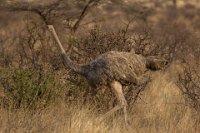 Safari2013-97