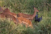 Safari2013-98